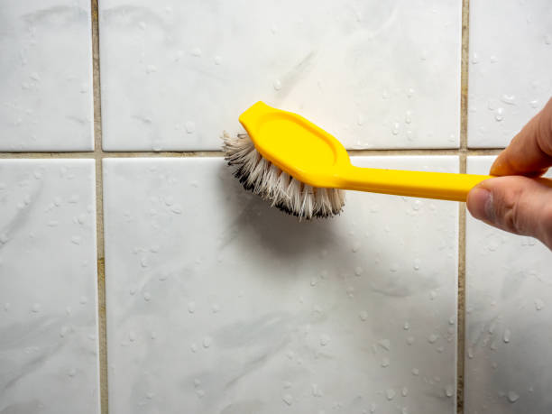 Trusted Elsmere, KY Mold Remediation Experts