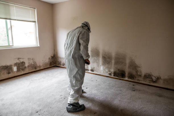 Best Attic Mold Remediation in Elsmere, KY