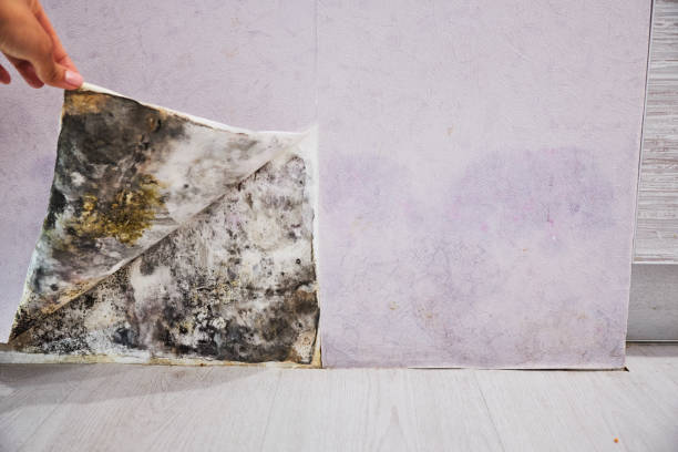 Best Industrial Mold Remediation in Elsmere, KY